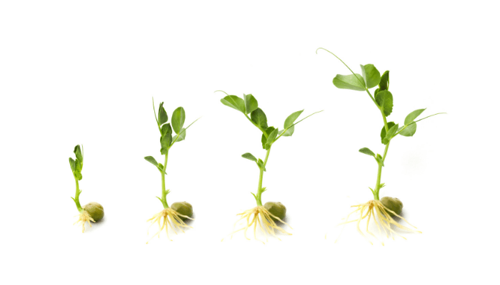 This image creates a visual analogy of a seed growing into a plant and expats building wealth through best investments in the UAE for expats
